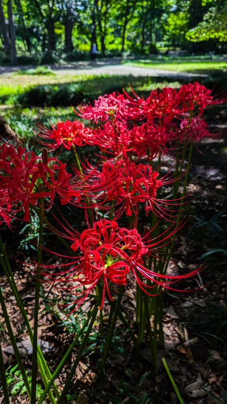 Fall flowers: higanbana photo