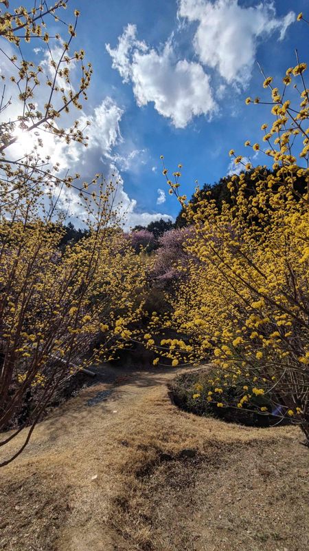 Japanese Cornel Cherry, a birthday flower of February 21st photo