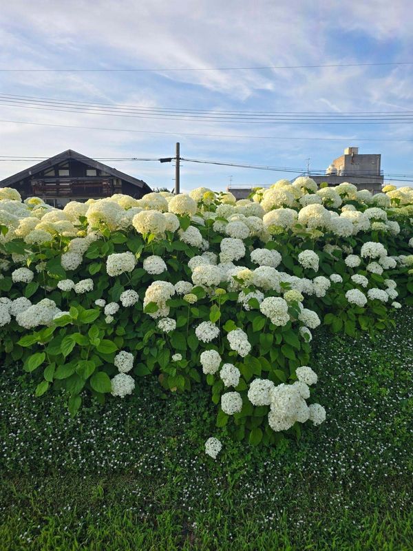 Annabelle hydrangeas photo