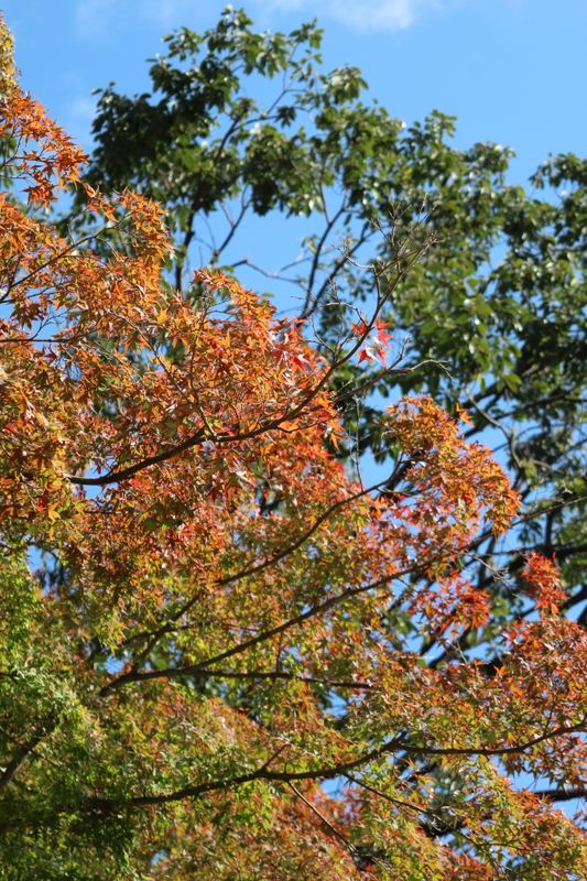 My three favorite autumn spots in Tokyo photo