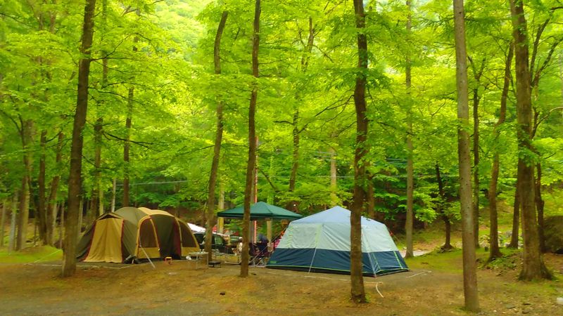 Forest Camping in Japan photo