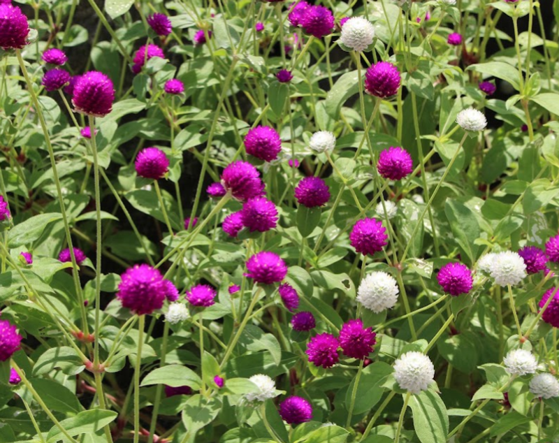 Globe Amaranth, a Birthday Flower of September 22nd photo