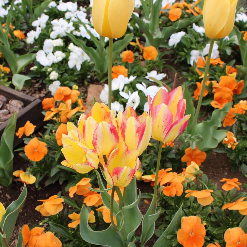 Variegated tulips, a birthday flower of April 16th photo