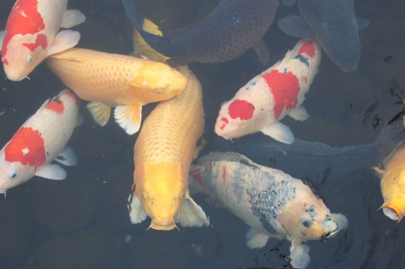 Eat carp and protect your health on Carp Day photo