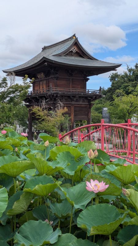Lotus flower season - a little bit early this year? photo