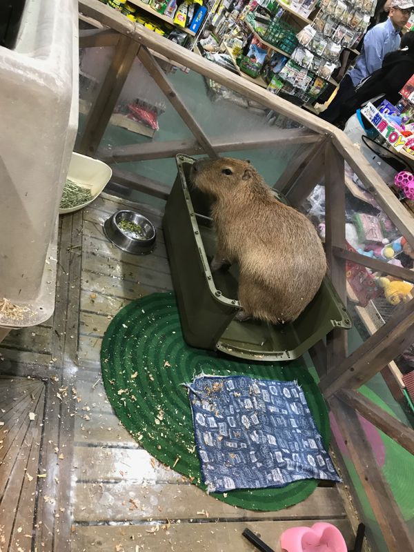 Japan’s pet stores photo