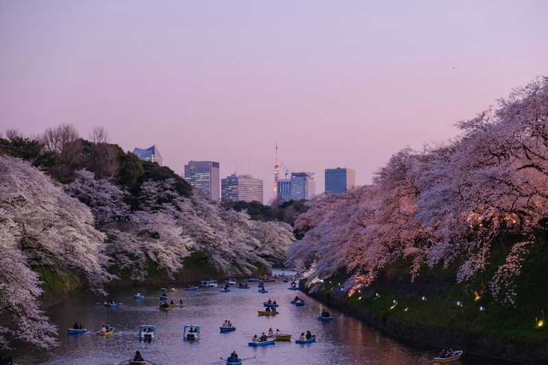 How to travel on the cheap during spring in Japan photo