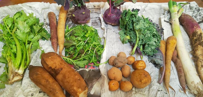 A day a month for sprouted vegetables photo