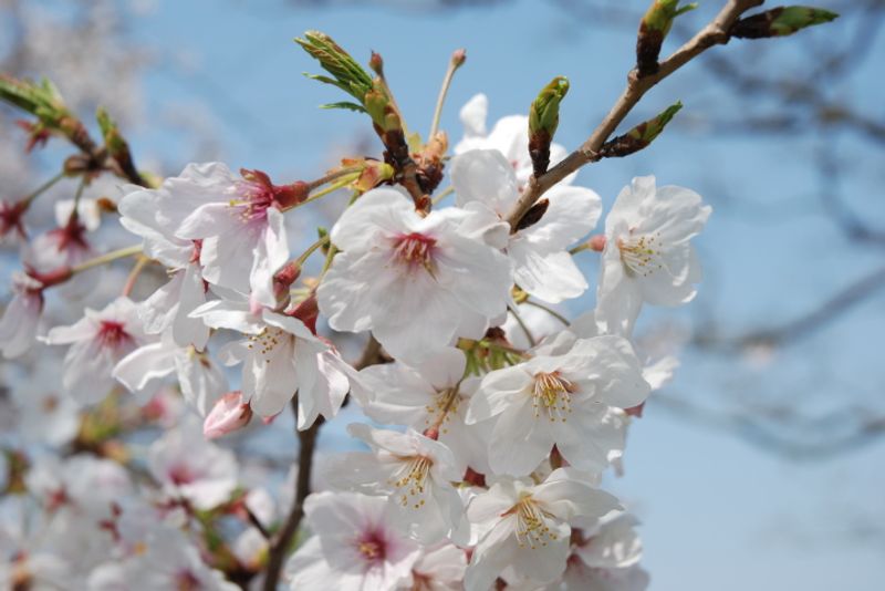 How to celebrate Hanami (Sakura viewing) in an authentic Japanese style? photo