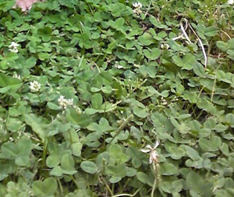 Four leaf clover day, promoting happiness  photo