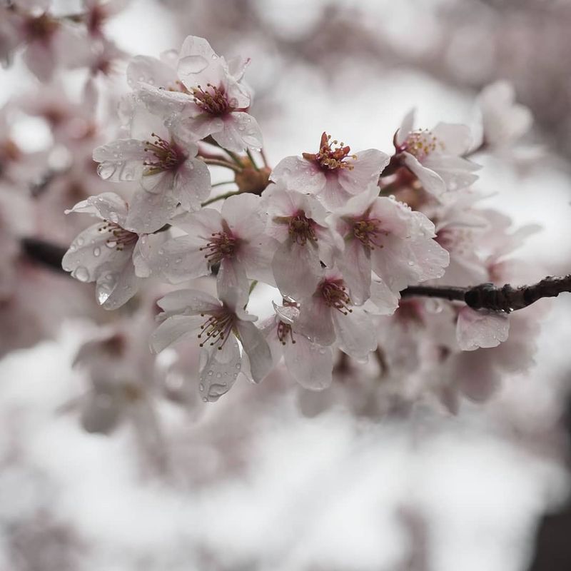 Sakura Spots in Niigata City: Hakusan Park photo