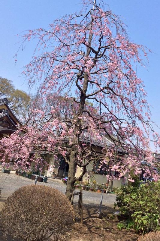 Saishiyoin, annual Kasukabe sakura spot photo