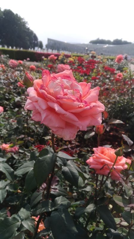 Spring Rose Festival in Chofu photo