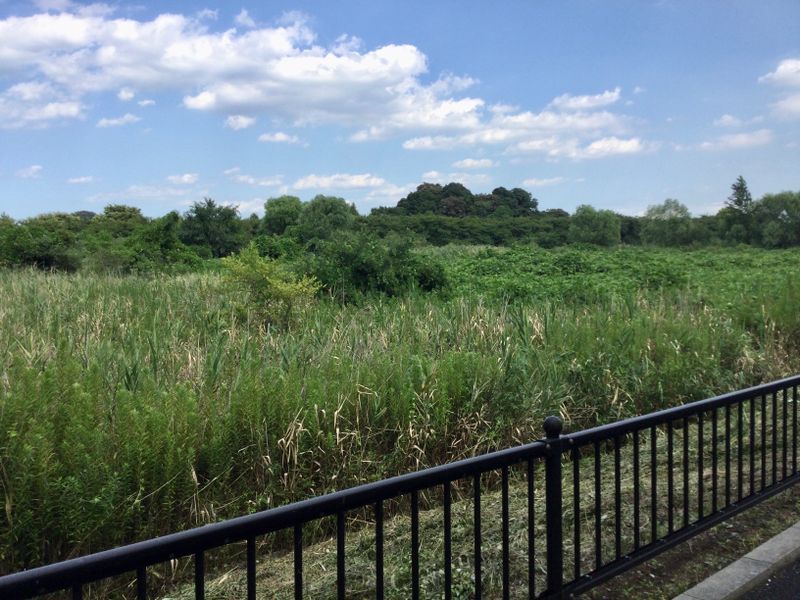 Beating the Heat in an Idyllic Saitama Landscape photo