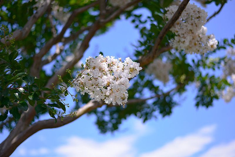 夏の花、モンキースリップツリー photo
