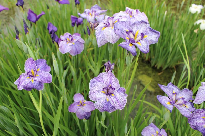 Microseason: Irises Bloom photo