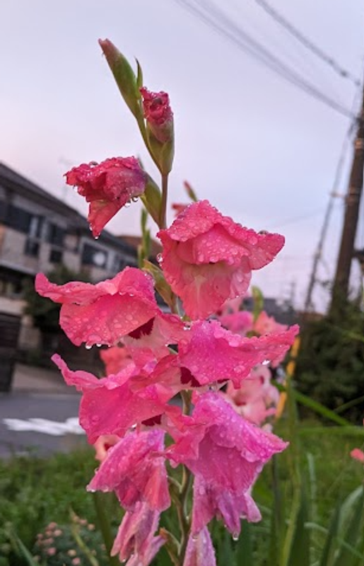 Gladiolus, a birthday flower of July 13th photo