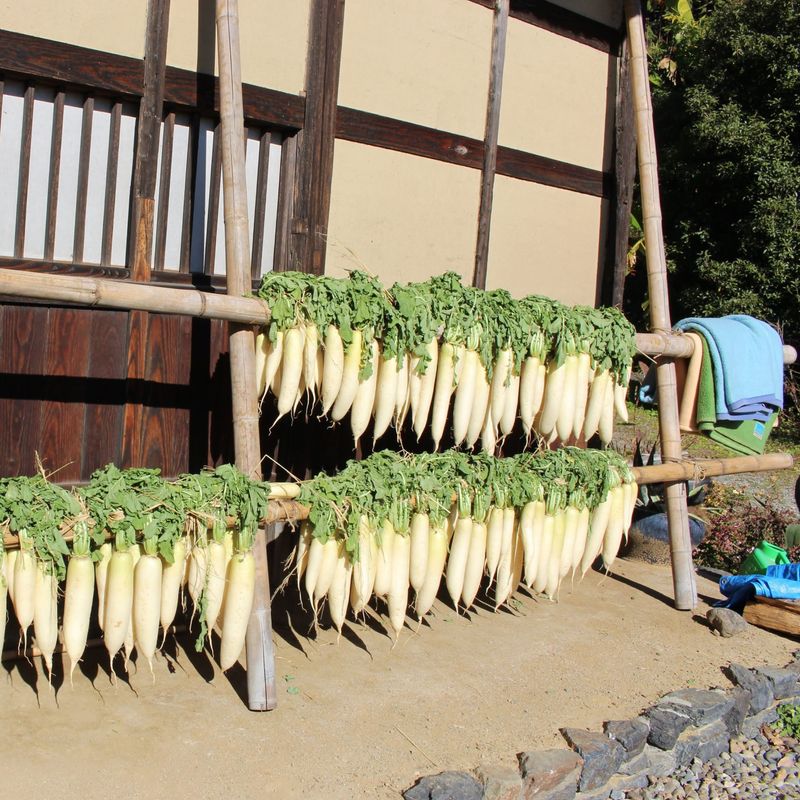 Japan's dried food culture  photo
