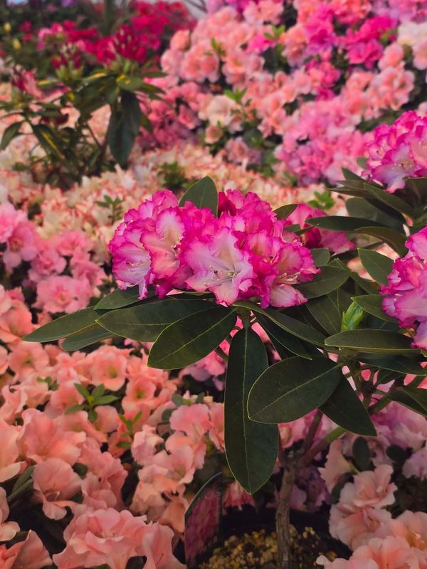 What Japan fams spend for Mother's and Father's Day photo