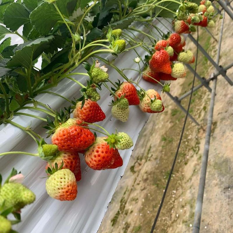 Things I love about winter in Japan: strawberry picking photo