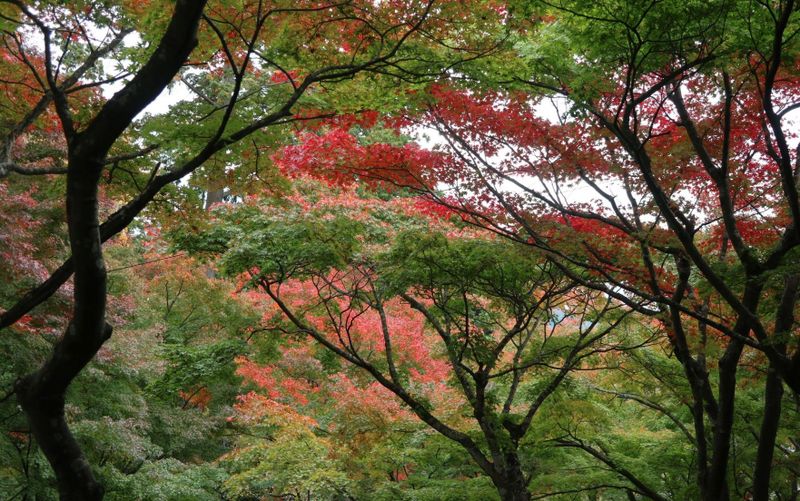 Autumn foliage at Mt. Tsukuba & Tsukuba Shrine [SPOT REPORT] photo