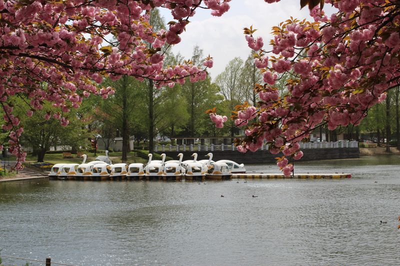 Swan boats on lakes photo