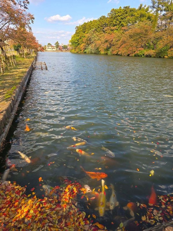 Do you still stop for koi? photo