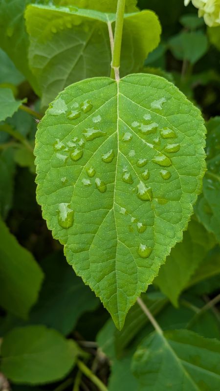Microseason: Silkworms wake to eat mulberry leaves photo