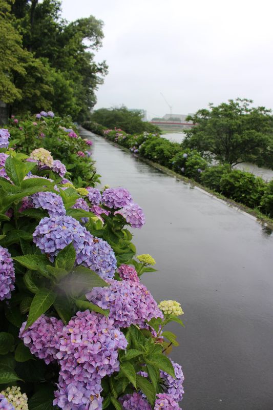 Nyūbai, The Traditional Start of Japan’s Rainy Season photo