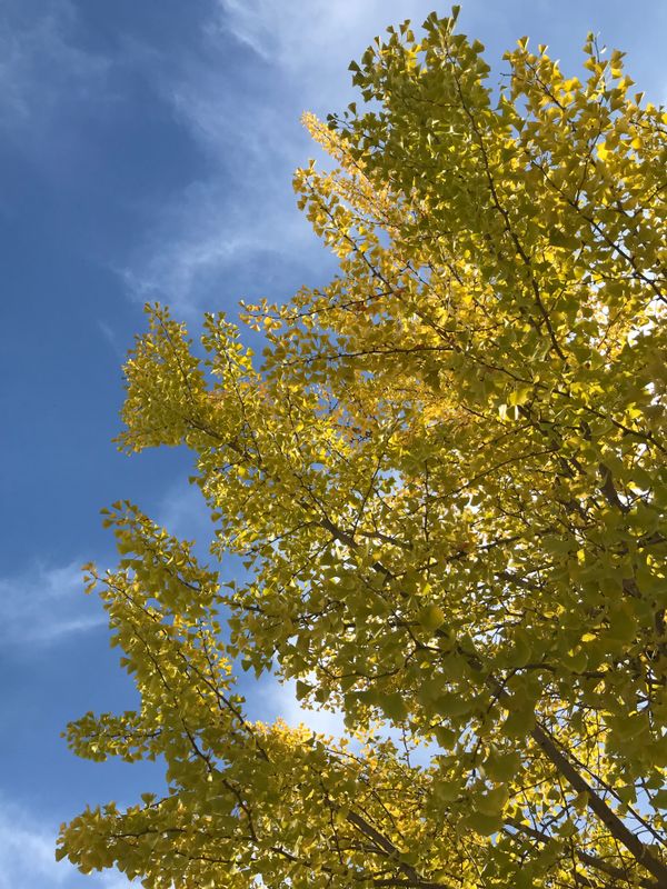 Ginkgo in all their glory photo