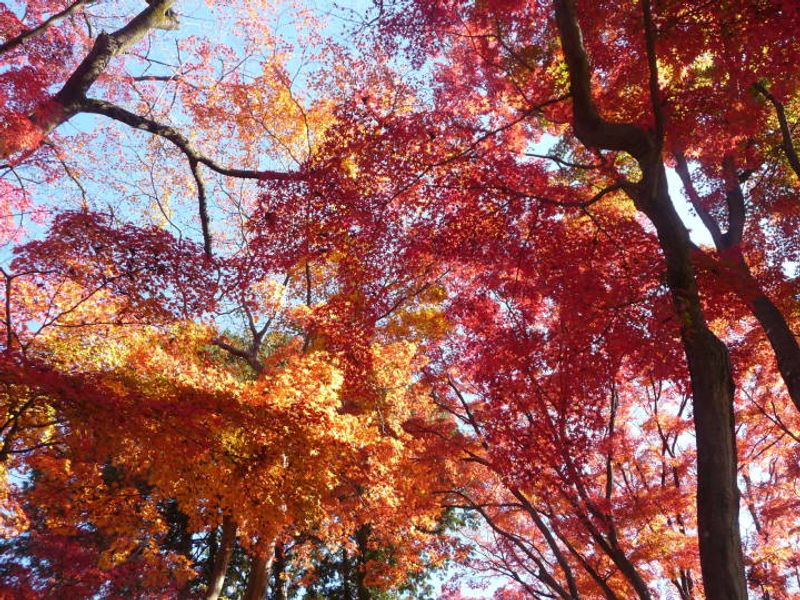 Romance in Four Seasons in Japan photo