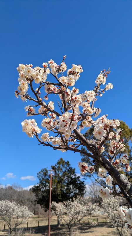 Plum blossoms sweetening the air photo