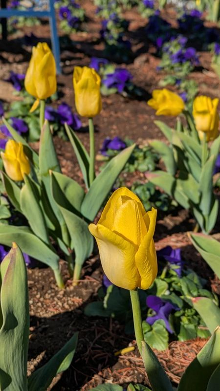 Yellow tulips, a birthday flower of May 17th photo