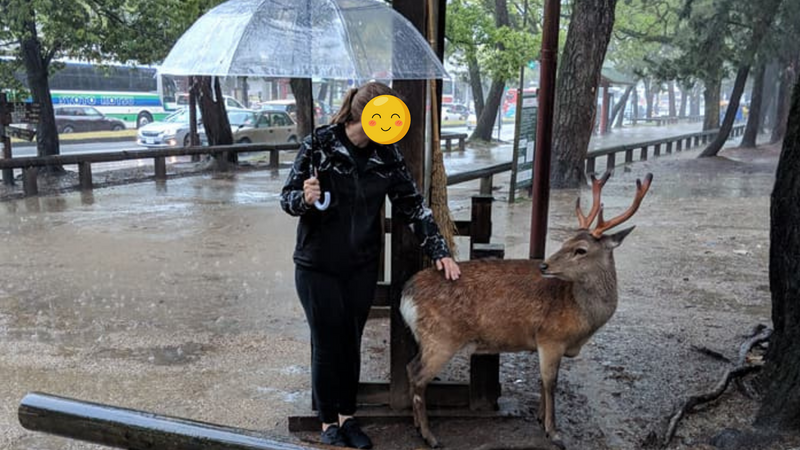 Nara's deer are growing in number - and that means more injuries photo
