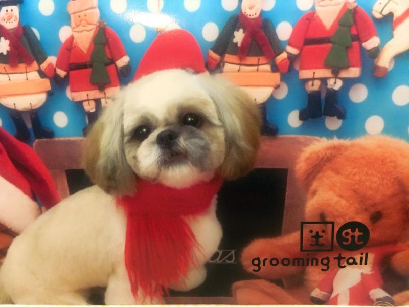 Only in Japan moments: pets that are like children photo