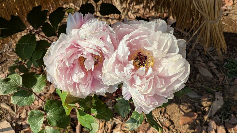 Chinese Peony, a birthday flower of February 8th photo
