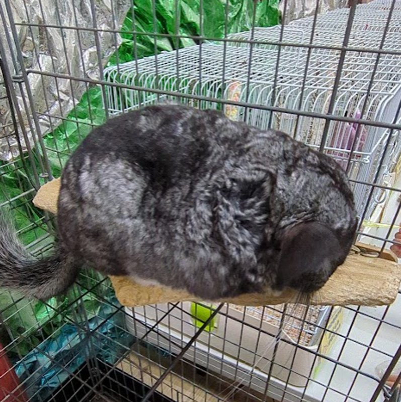 A day for chinchillas photo