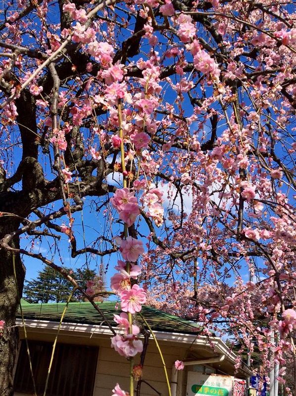 Plum blossoms! photo