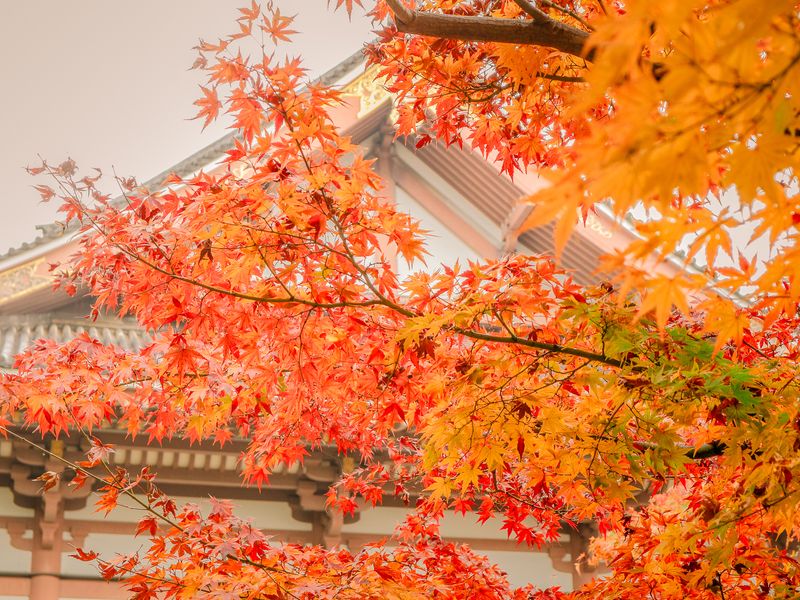 Images of Japan: November 2022 photo