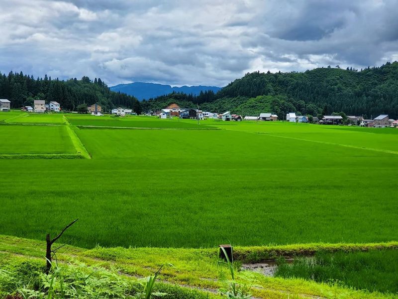 50种绿色阴影：新泻的夏日乐趣 photo