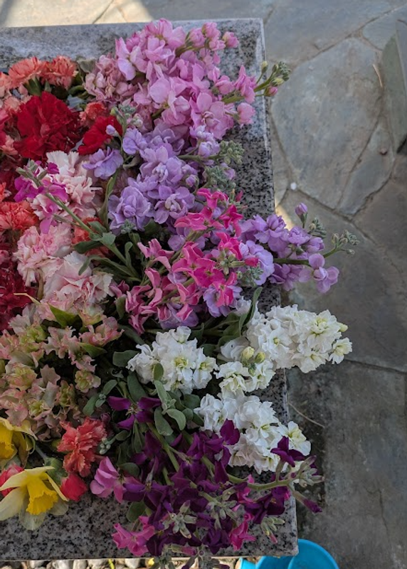 Larkspur, a birthday flower of July 26th photo