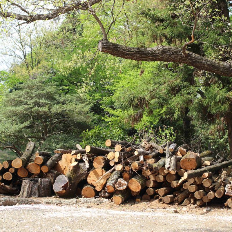 The power of wood photo