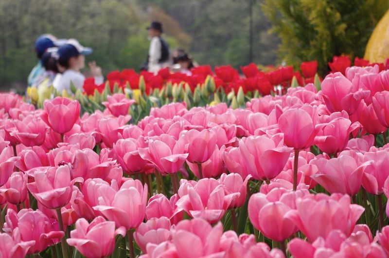 Upcoming Tulip Festivals in Niigata Prefecture photo