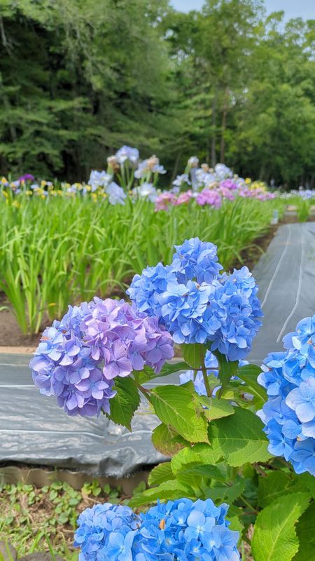 Rainy season ideas: ⓬ flower viewing photo