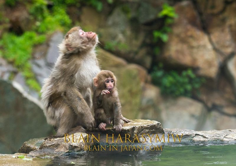 Snow Monkeys - Sisterly & Motherly Behavior photo