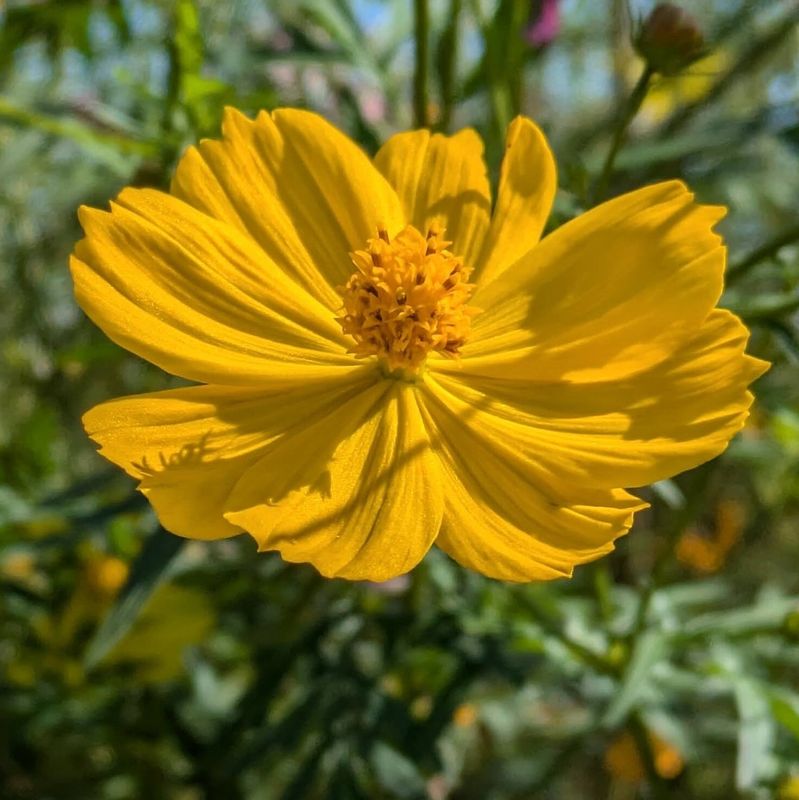 Cosmos Festival in Showa Kinen Park photo