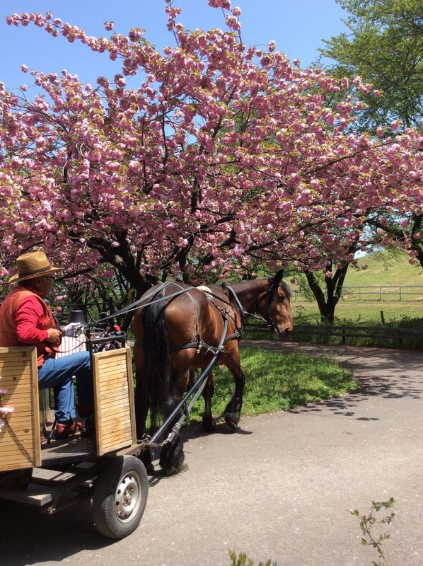 Cherry Blossom Lingo: late-blooming cherry blossoms photo