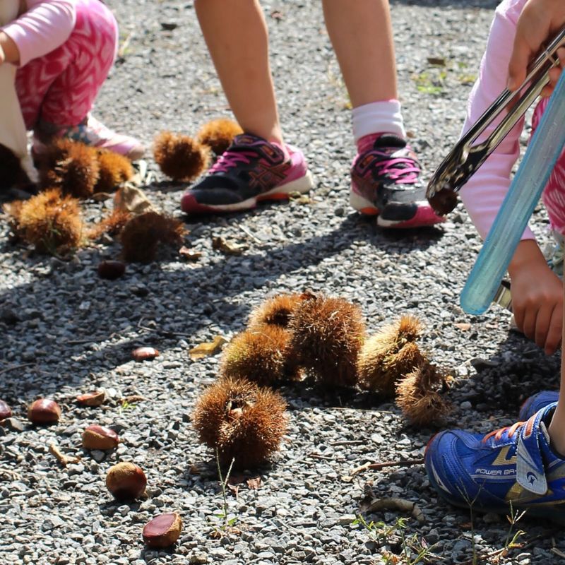 Chestnut picking in Japan photo