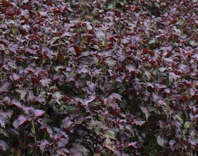 A day for red or purple perilla photo