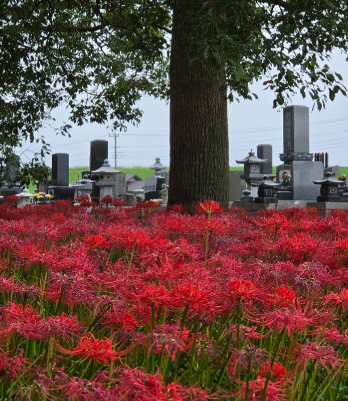 Red Spider Lilies, a birthday flower of September 23rd photo